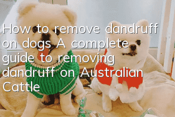 How to remove dandruff on dogs A complete guide to removing dandruff on Australian Cattle Dogs