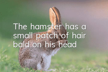 The hamster has a small patch of hair bald on his head