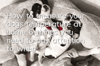 How to measure your dog’s temperature at home? 6 things you need to pay attention to when measuring your dog’s temperature