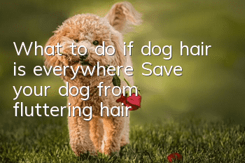 What to do if dog hair is everywhere? Save your dog from fluttering hair