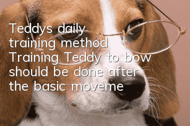 Teddy's daily training method: Training Teddy to bow should be done after the basic movements