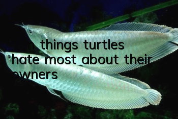 Ten things turtles hate most about their owners