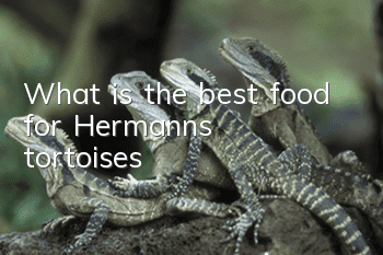 What is the best food for Hermann's tortoises?