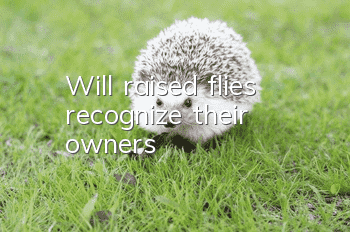 Will raised flies recognize their owners?