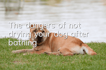 The dangers of not drying your dog after bathing