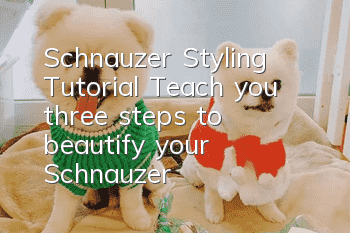 Schnauzer Styling Tutorial Teach you three steps to beautify your Schnauzer