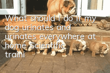 What should I do if my dog ​​urinates and urinates everywhere at home? Scientific training without beating or scolding