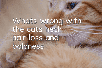 What's wrong with the cat's neck hair loss and baldness?