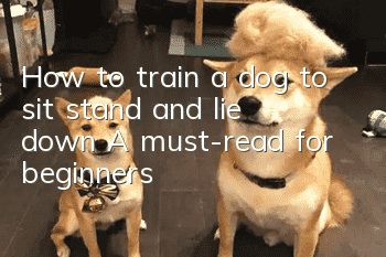 How to train a dog to sit, stand and lie down? A must-read for beginners!