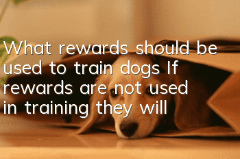 What rewards should be used to train dogs? If rewards are not used in training, they will be in vain.