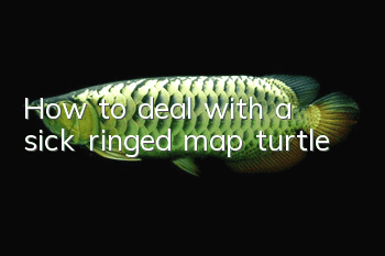 How to deal with a sick ringed map turtle