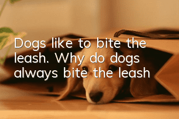 Dogs like to bite the leash. Why do dogs always bite the leash?