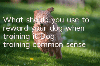 What should you use to reward your dog when training it? Dog training common sense!