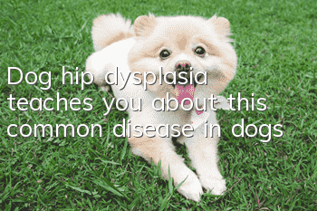 Dog hip dysplasia teaches you about this common disease in dogs