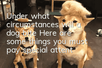 Under what circumstances will a dog bite? Here are some things you must pay special attention to