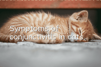 Symptoms of conjunctivitis in cats