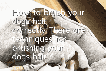 How to brush your dog's hair correctly? There are techniques for brushing your dog's hair.