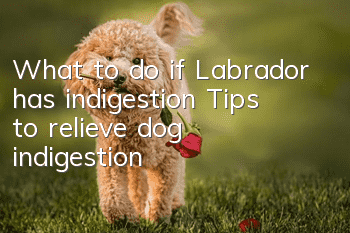 What to do if Labrador has indigestion? Tips to relieve dog indigestion