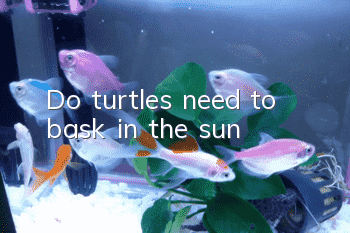 Do turtles need to bask in the sun?