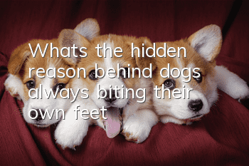 What’s the hidden reason behind dogs always biting their own feet?