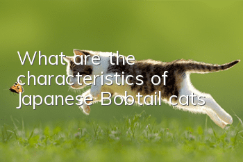 What are the characteristics of Japanese Bobtail cats?