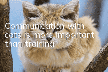 Communication with cats is more important than training