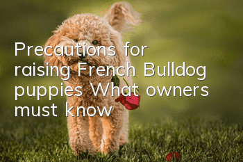 Precautions for raising French Bulldog puppies What owners must know