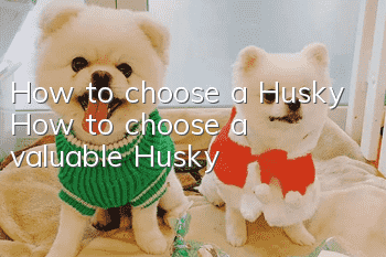 How to choose a Husky How to choose a valuable Husky!