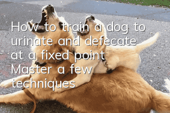 How to train a dog to urinate and defecate at a fixed point? Master a few techniques!