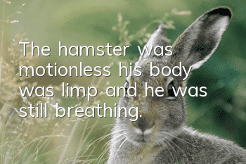 The hamster was motionless, his body was limp and he was still breathing.