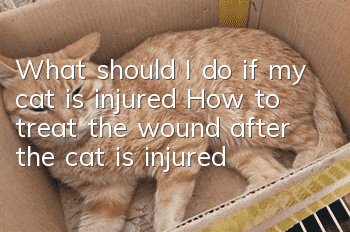 What should I do if my cat is injured? How to treat the wound after the cat is injured!