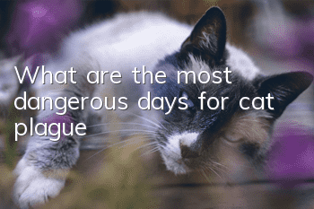 What are the most dangerous days for cat plague?