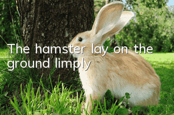 The hamster lay on the ground limply