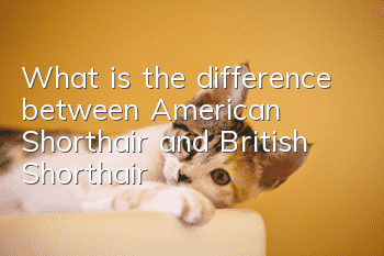 What is the difference between American Shorthair and British Shorthair?