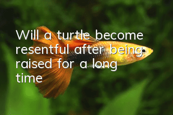 Will a turtle become resentful after being raised for a long time?