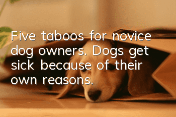 Five taboos for novice dog owners. Dogs get sick because of their own reasons.