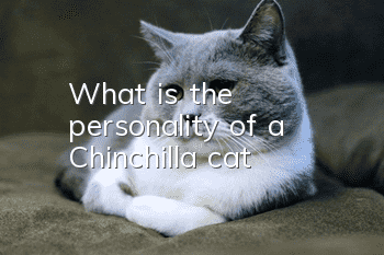 What is the personality of a Chinchilla cat?