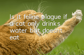 Is it feline plague if a cat only drinks water but doesn’t eat?