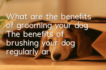 What are the benefits of grooming your dog? The benefits of brushing your dog regularly are not just as simple as saving money!