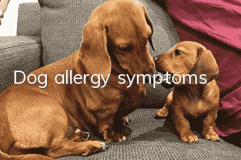 Dog allergy symptoms