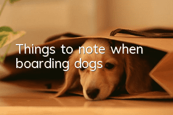 Things to note when boarding dogs