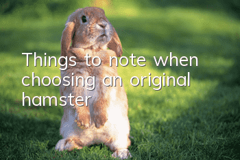 Things to note when choosing an original hamster