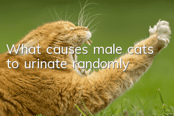 What causes male cats to urinate randomly?