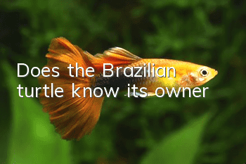 Does the Brazilian turtle know its owner?