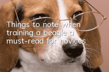 Things to note when training a beagle, a must-read for novices!