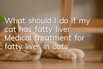 What should I do if my cat has fatty liver? Medical treatment for fatty liver in cats!