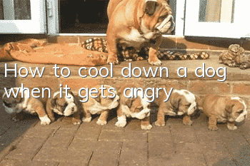 How to cool down a dog when it gets angry