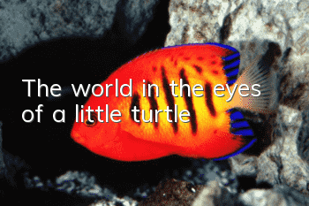 The world in the eyes of a little turtle