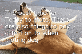 The best time for Teddy to mate. There are also things to pay attention to when mating dogs.