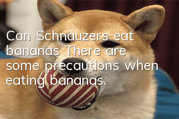 Can Schnauzers eat bananas? There are some precautions when eating bananas.